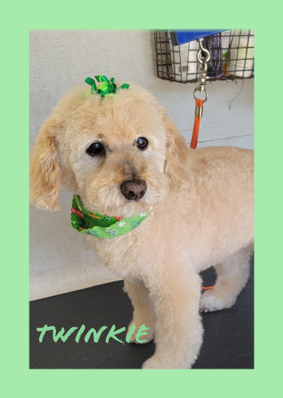 Beautiful grooming transformation