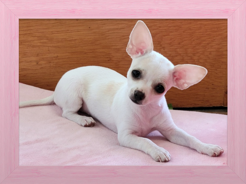 Happy groomed pet with professional styling