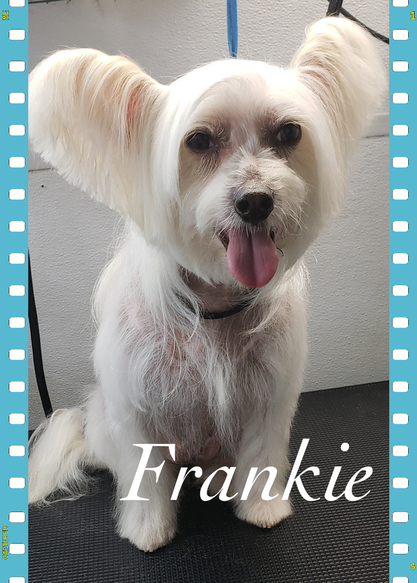 Freshly groomed dog looking fantastic