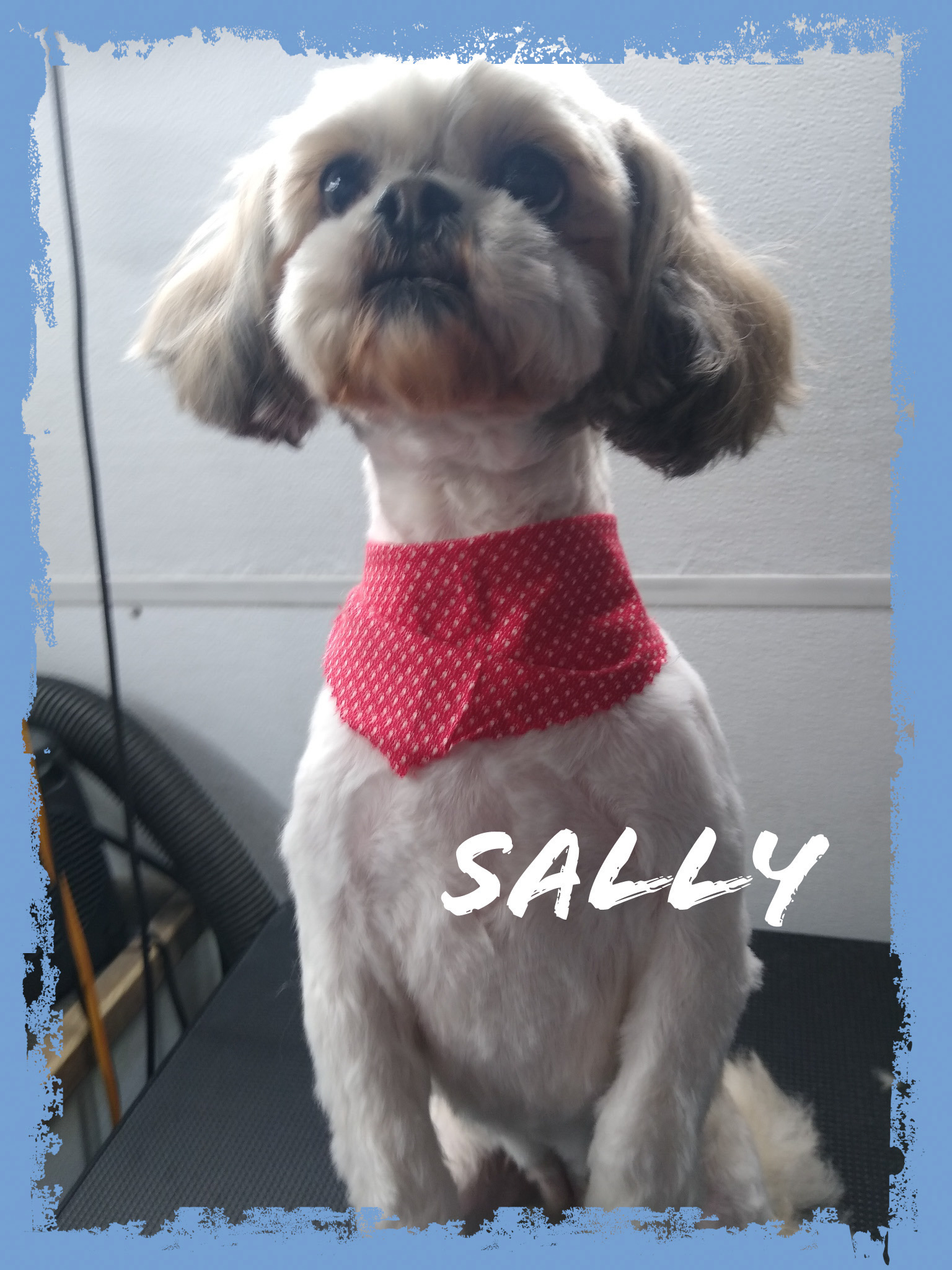 Mobile grooming service excellence