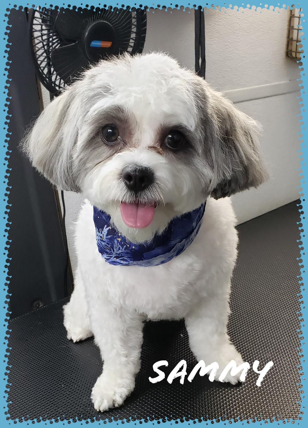 Satisfied pet owner with groomed dog