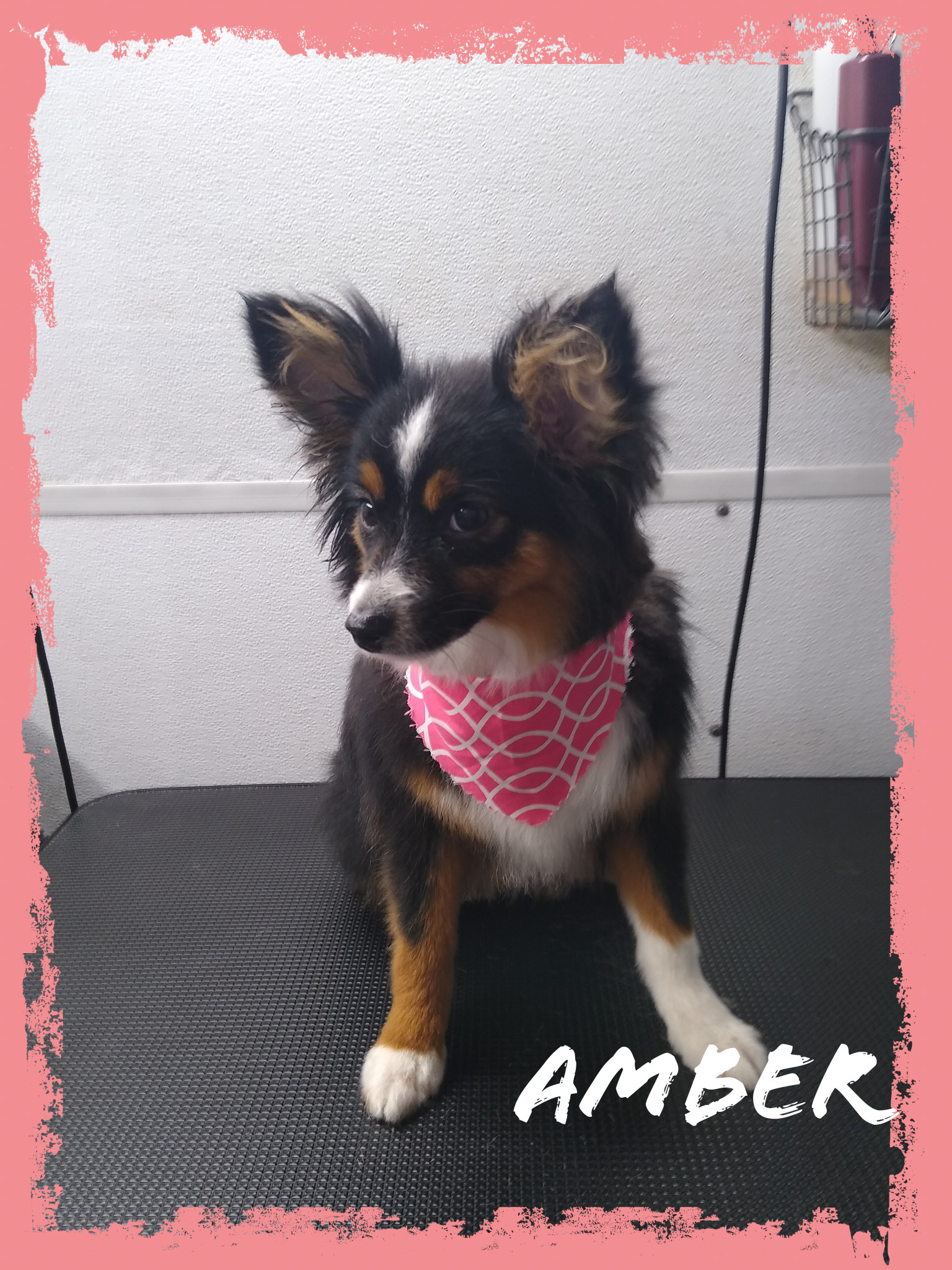 Premium pet grooming results