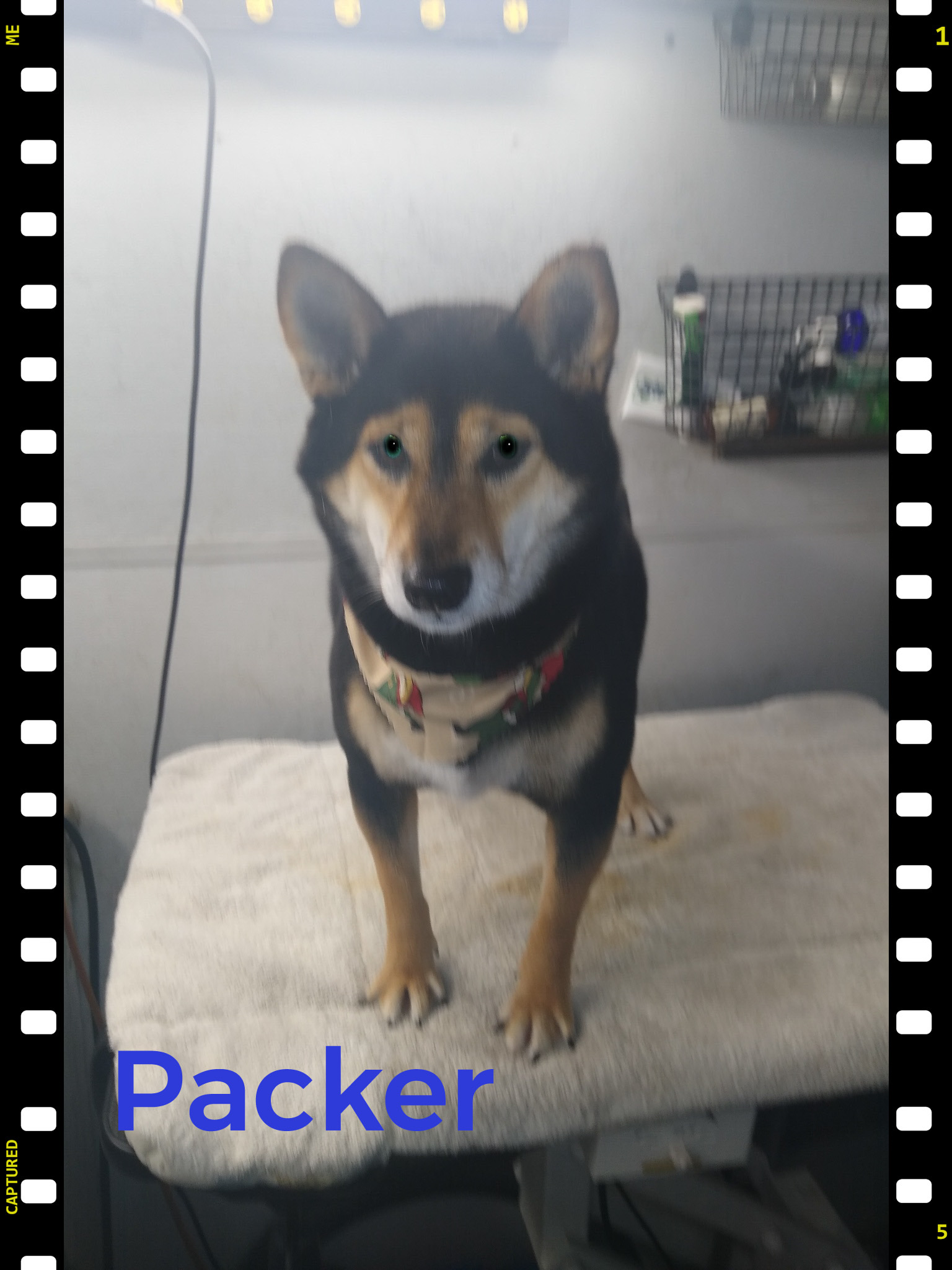 Professional pet styling service