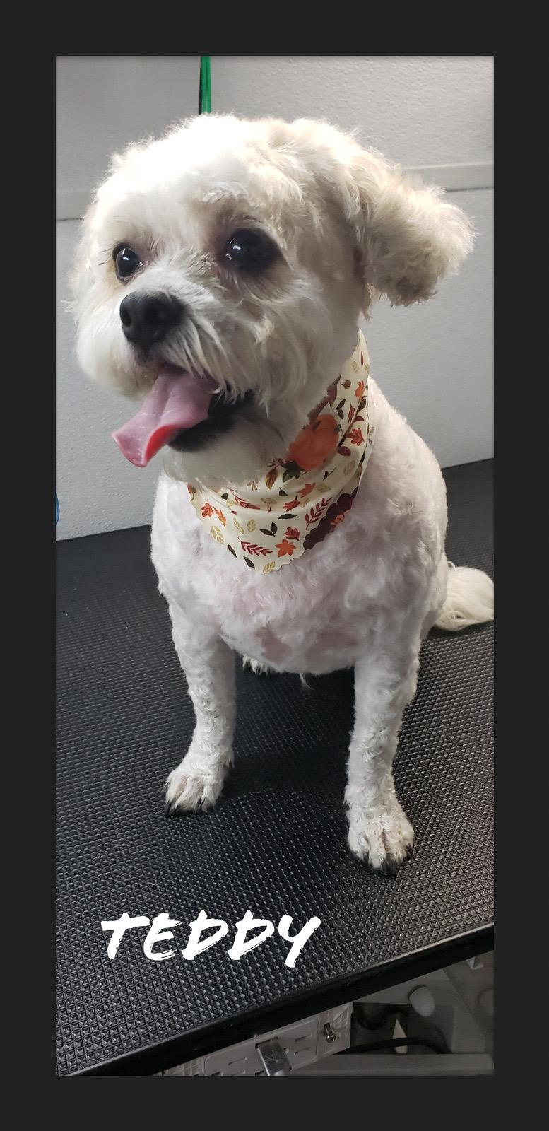 Teddy - Happy groomed pup with autumn bandana