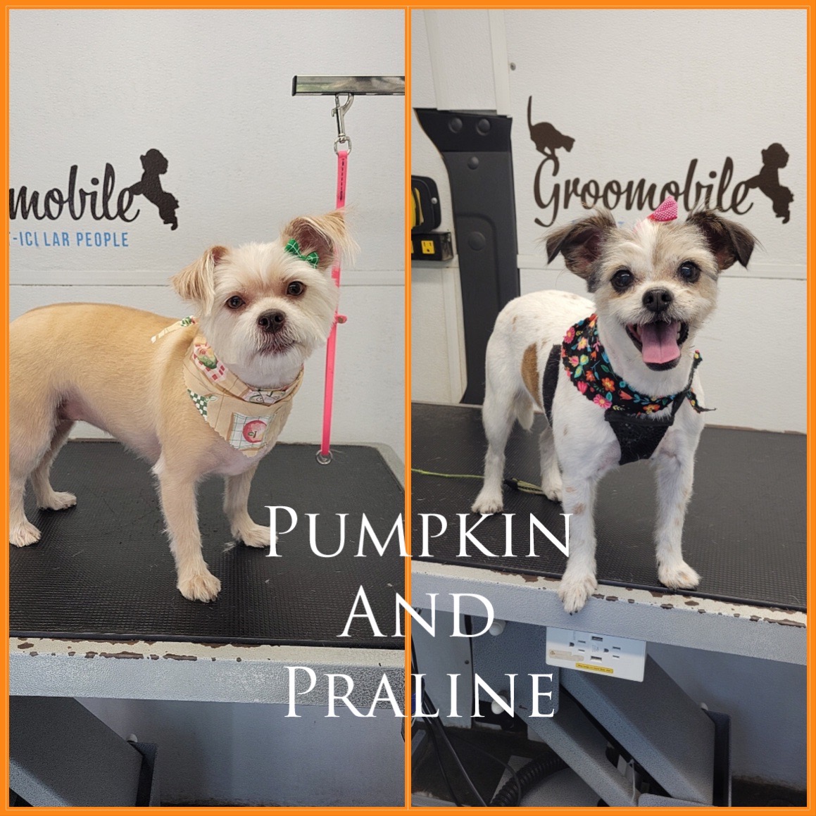Pumpkin and Praline - Two happy dogs after grooming