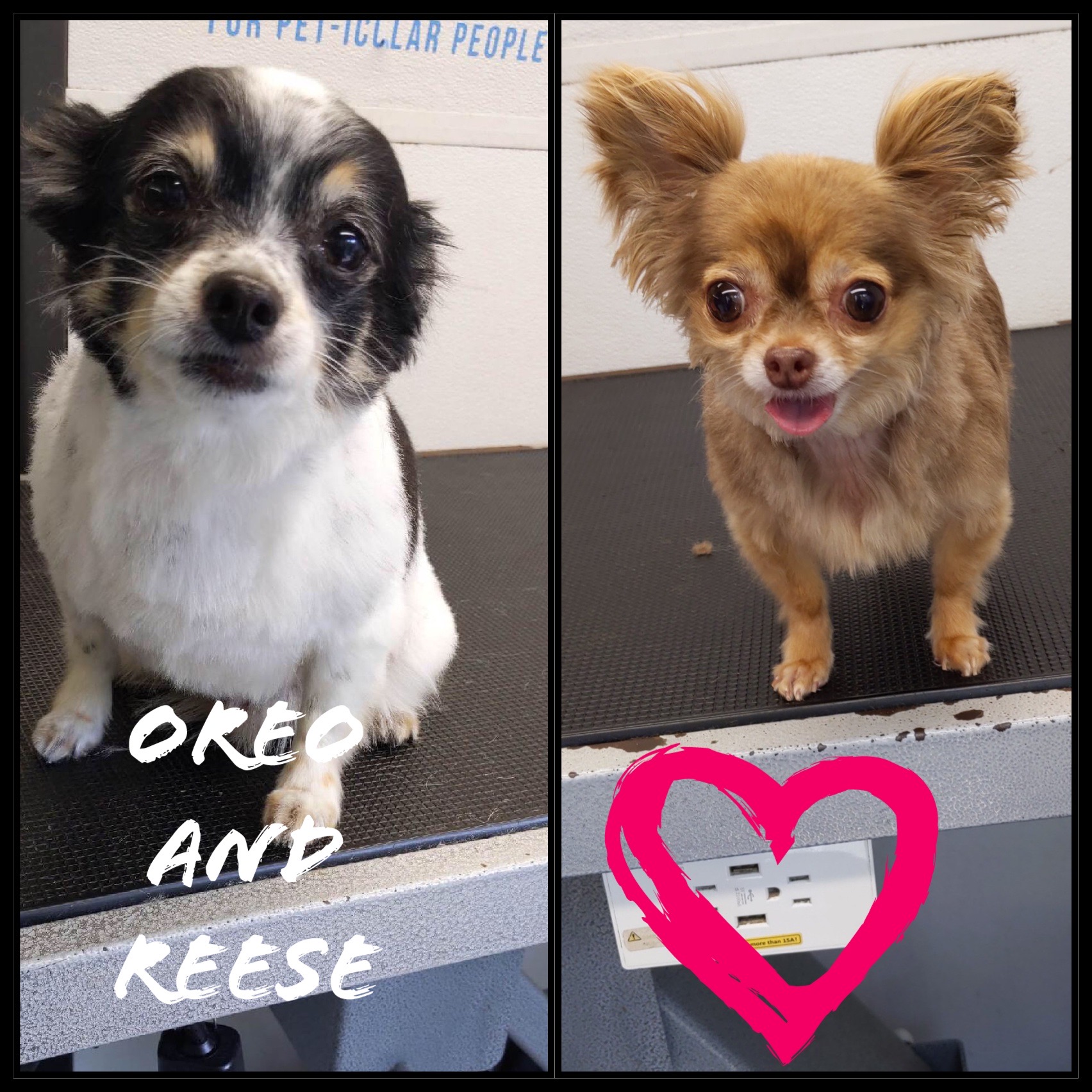 Seasonal themed grooming style