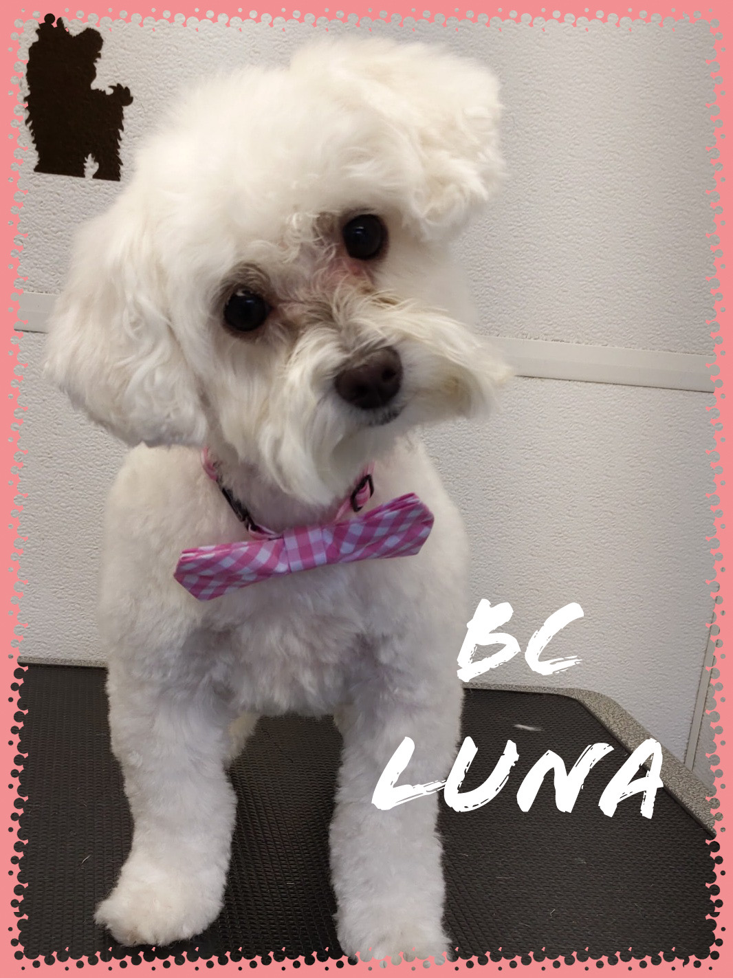 BC Luna - Beautiful groomed dog with pink bow