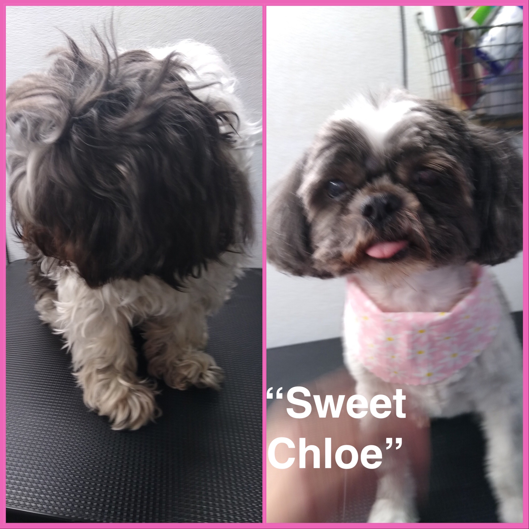 Sweet Chloe - Before and after grooming transformation