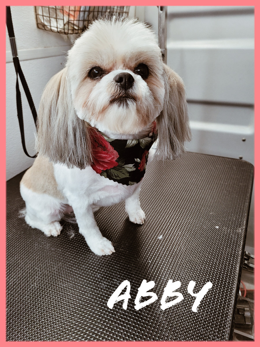 Ripley - Handsome Schnauzer after professional grooming