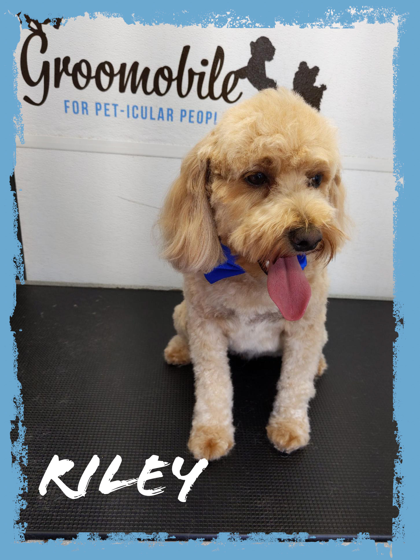 Sweet senior dog with blue plaid bow tie after gentle grooming