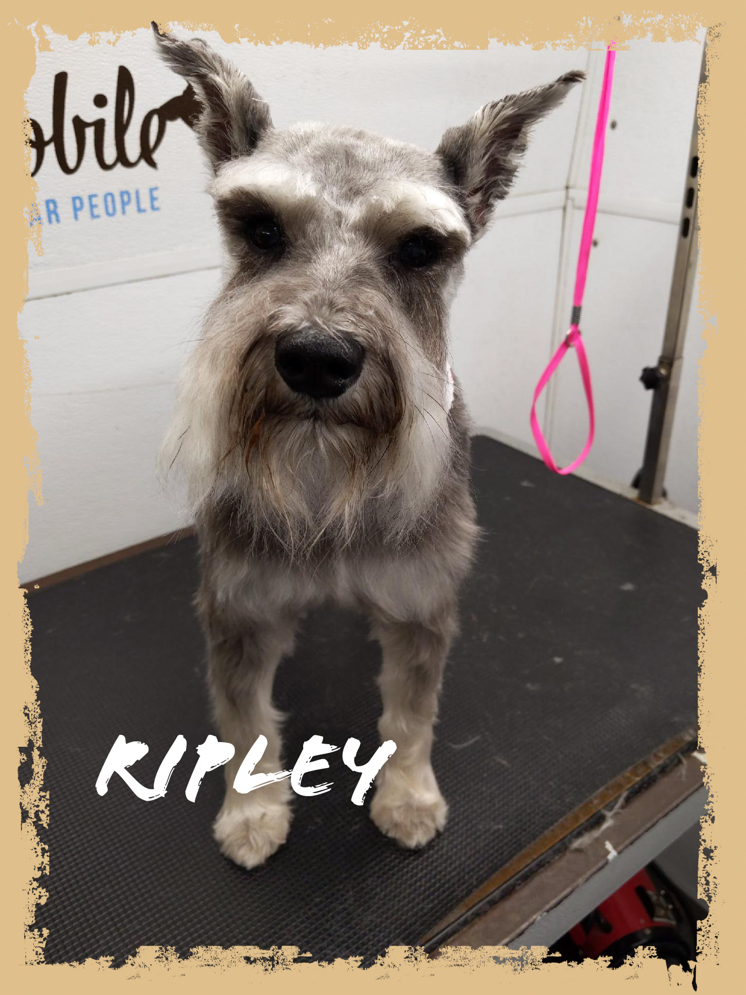 Kiley - Happy Cockapoo with blue bow after professional grooming