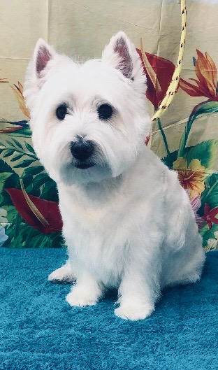 Abby - Adorable Shih Tzu with red rose bandana after grooming