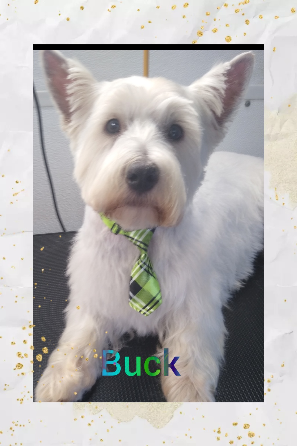 Freshly groomed dog looking happy and stylish