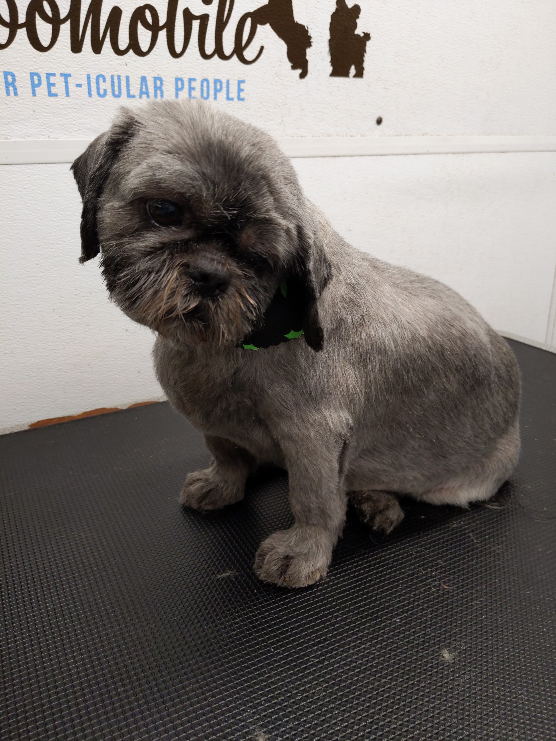 Beautiful grooming results with professional styling