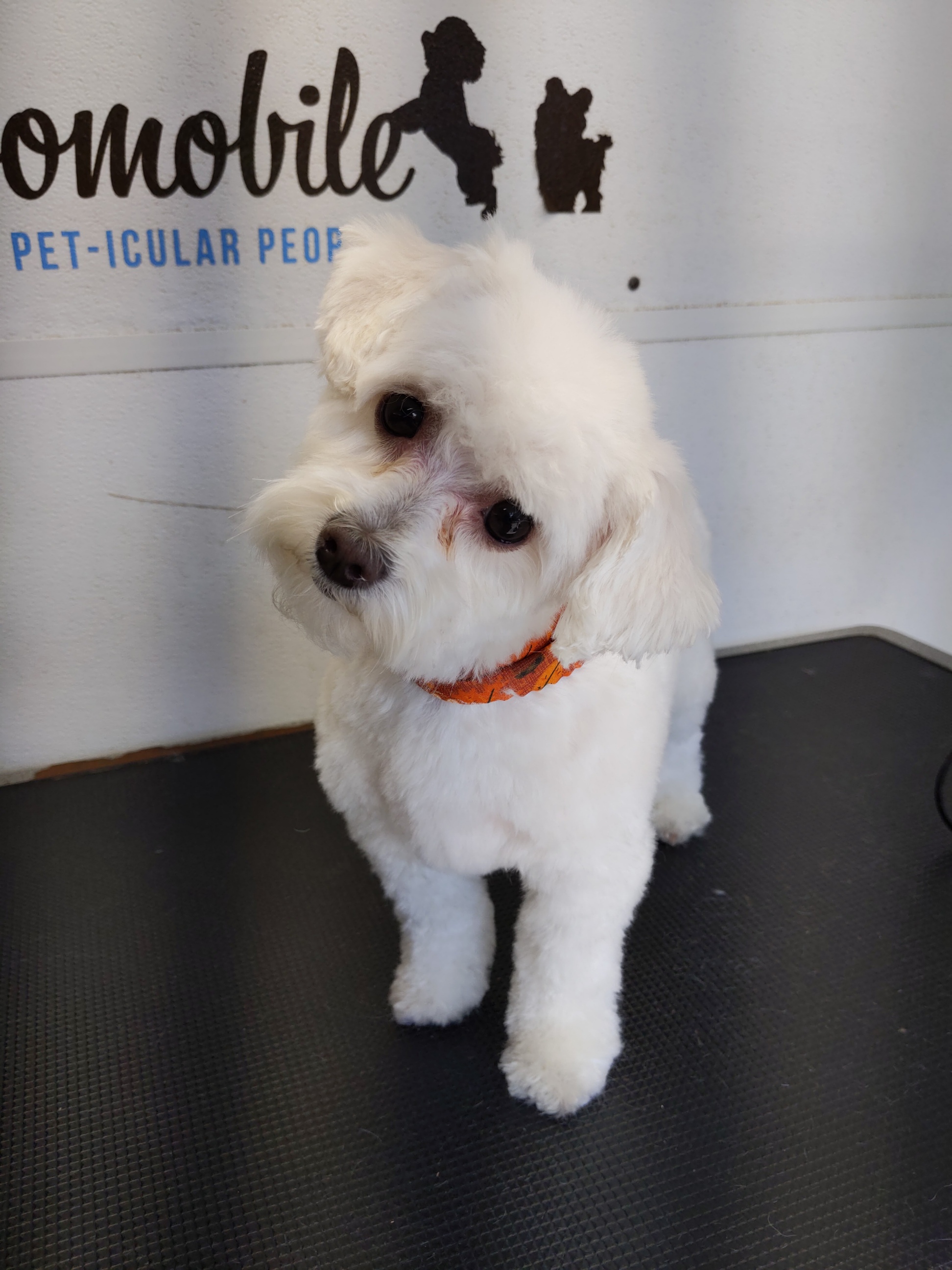 Happy pet after complete grooming service