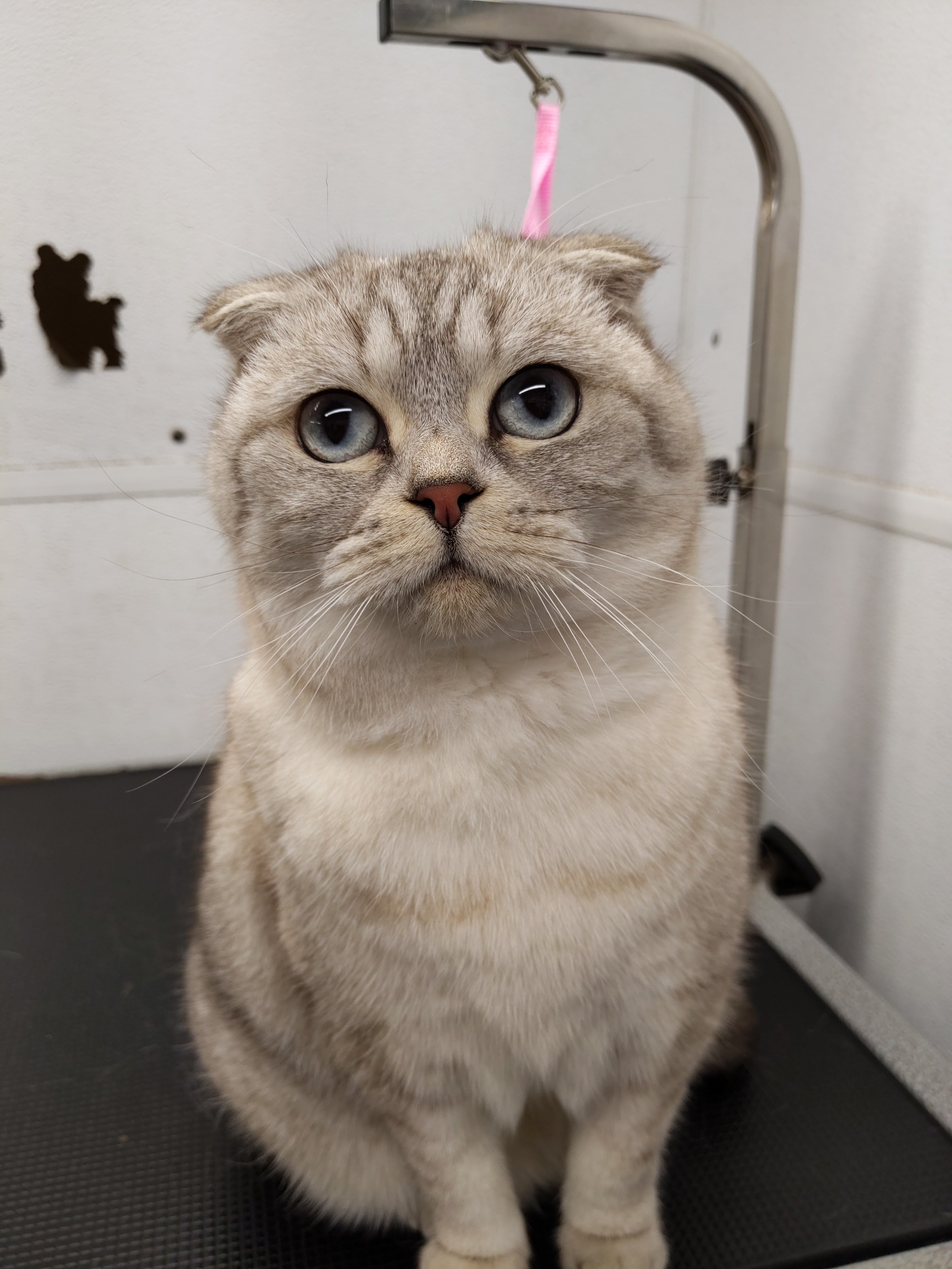 Adorable groomed pet with perfect finish