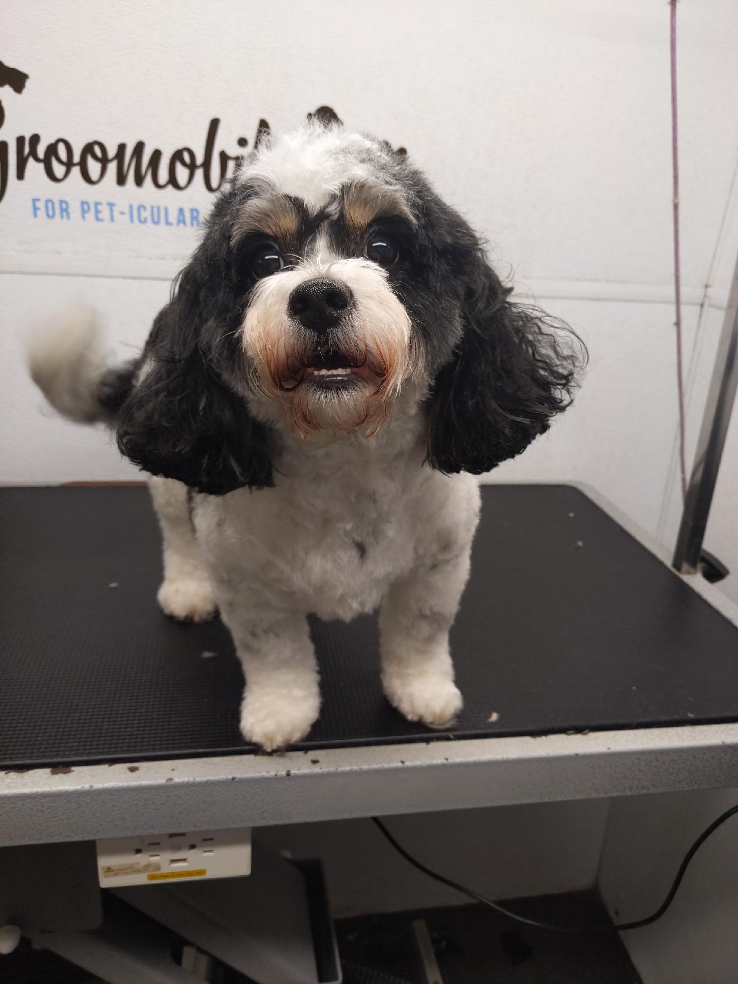 Professional pet grooming excellence