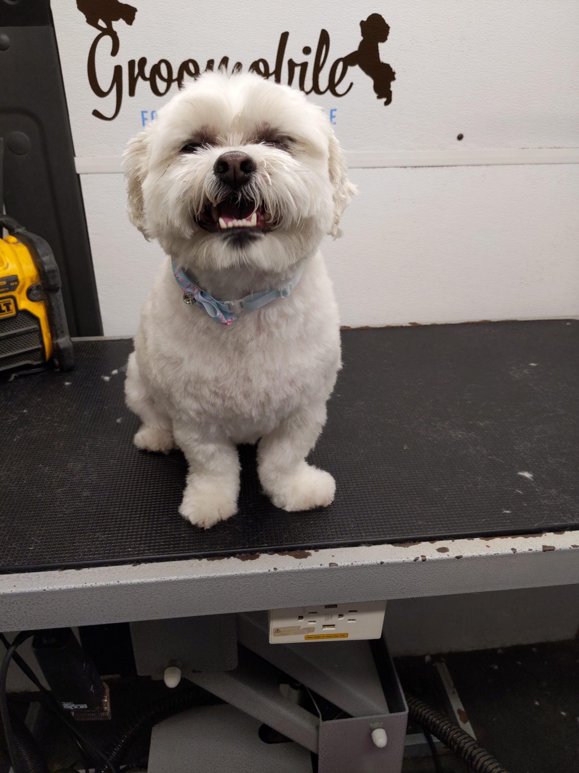 Happy fluffy white dog with blue bandana inside Groomobile van