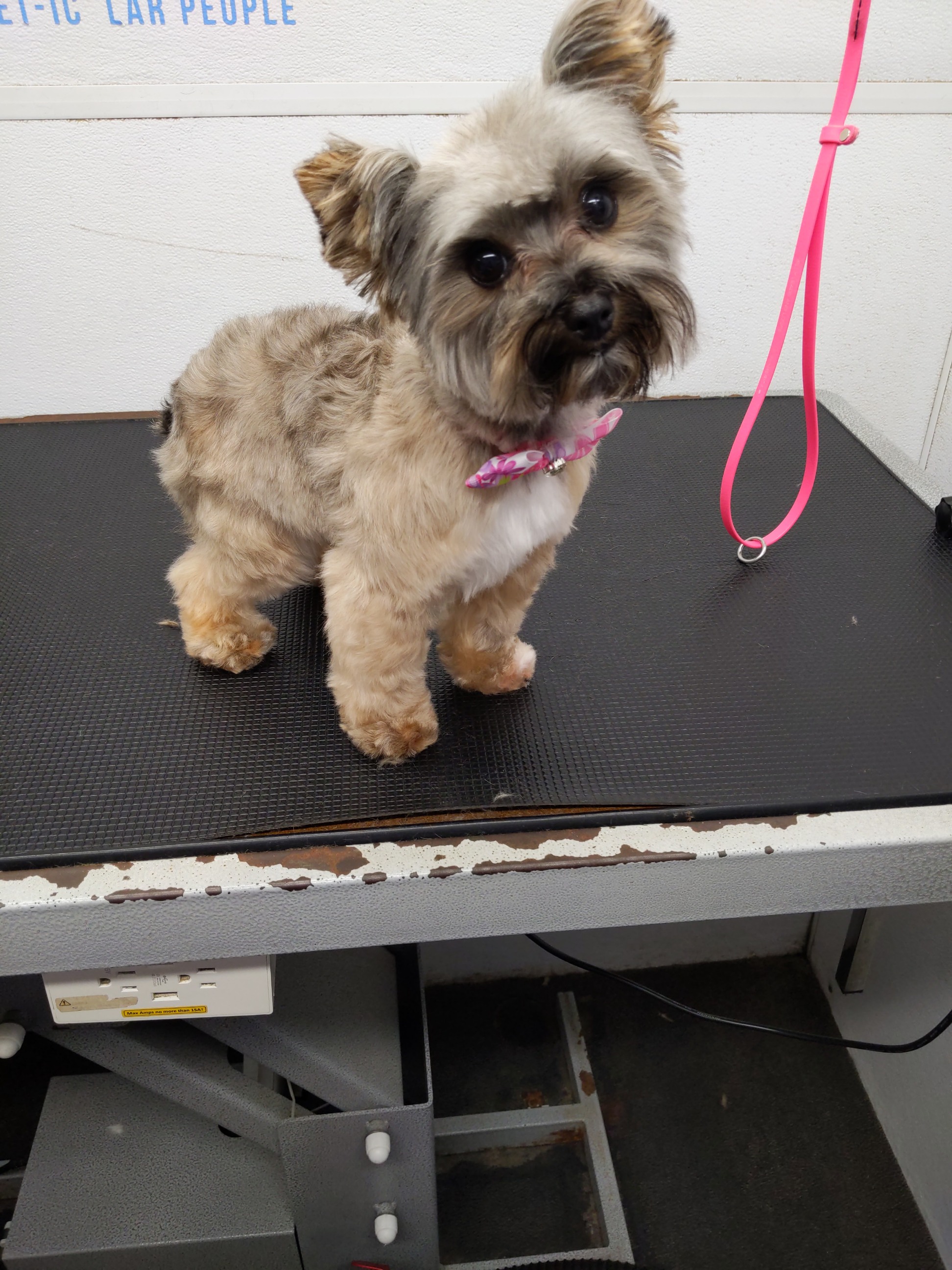 Adorable Yorkie mix with pink heart bandana after grooming
