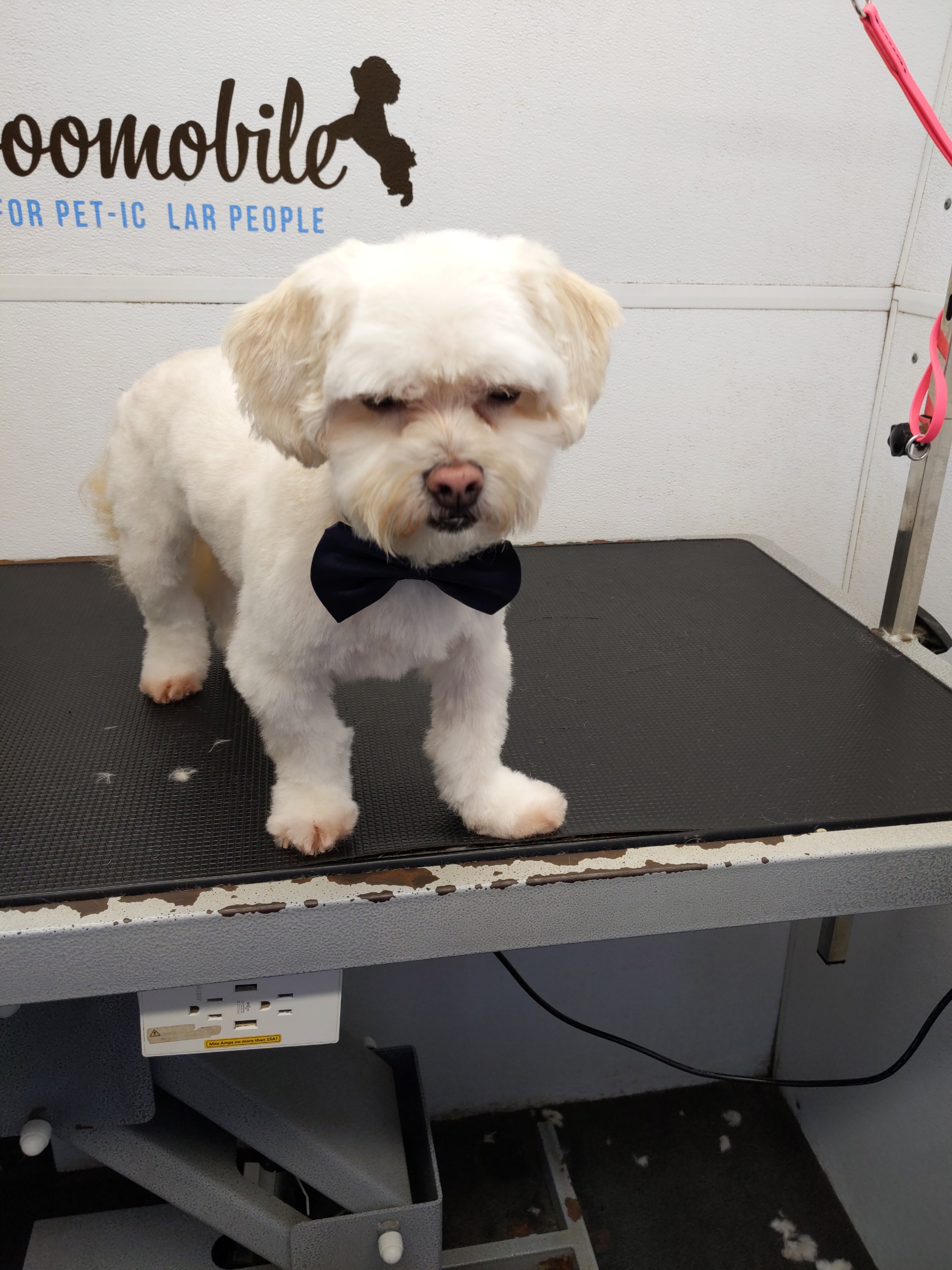 Dapper white dog with black bow tie looking handsome after grooming