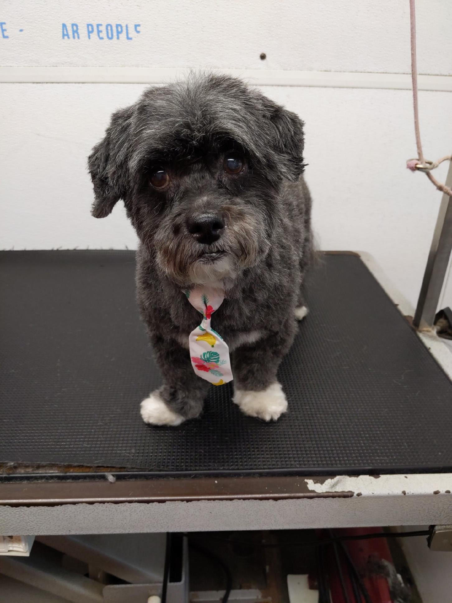Small mixed breed with colorful tropical bandana after grooming