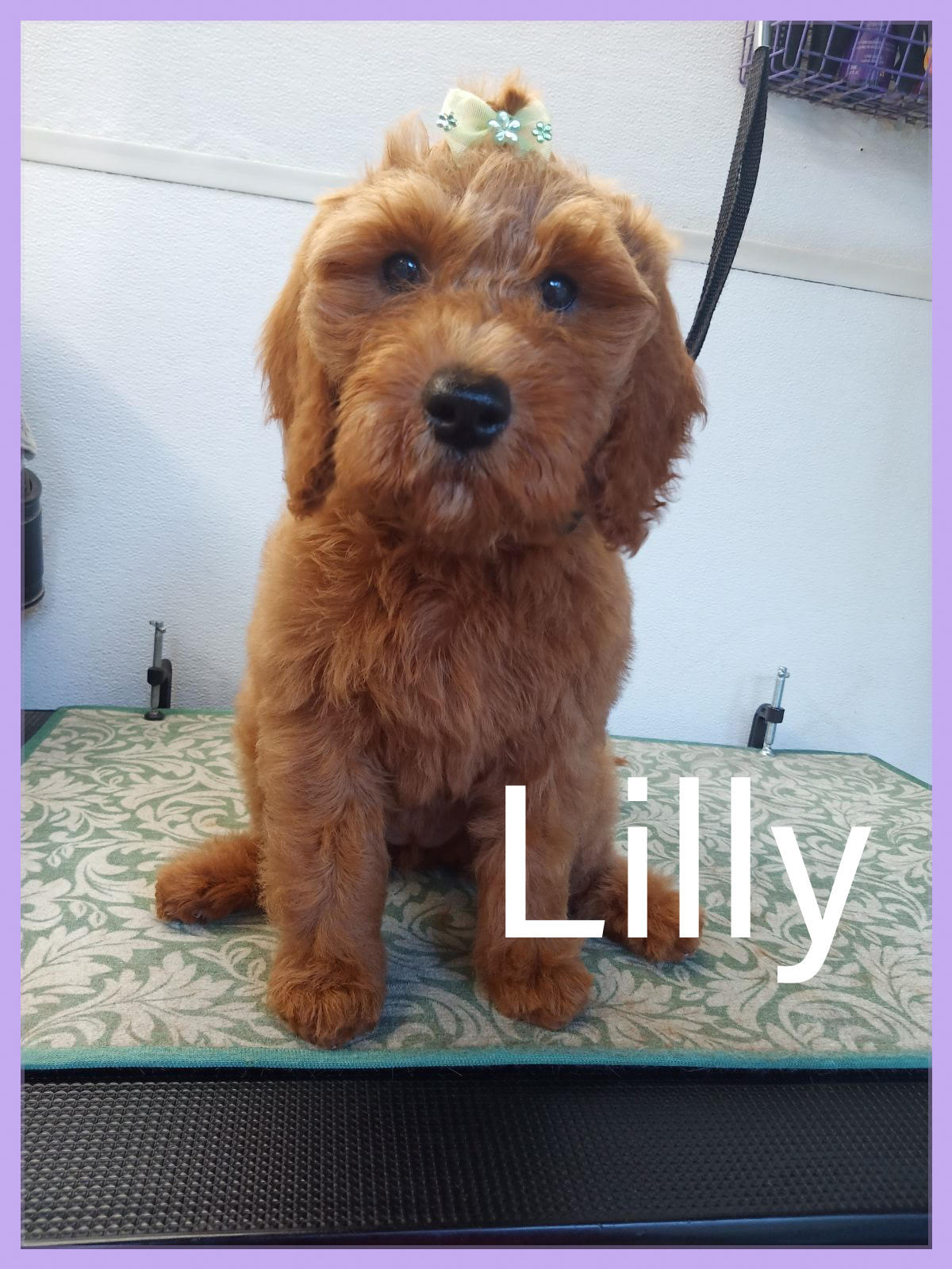 Lily - Beautiful goldendoodle puppy with mint bow after grooming