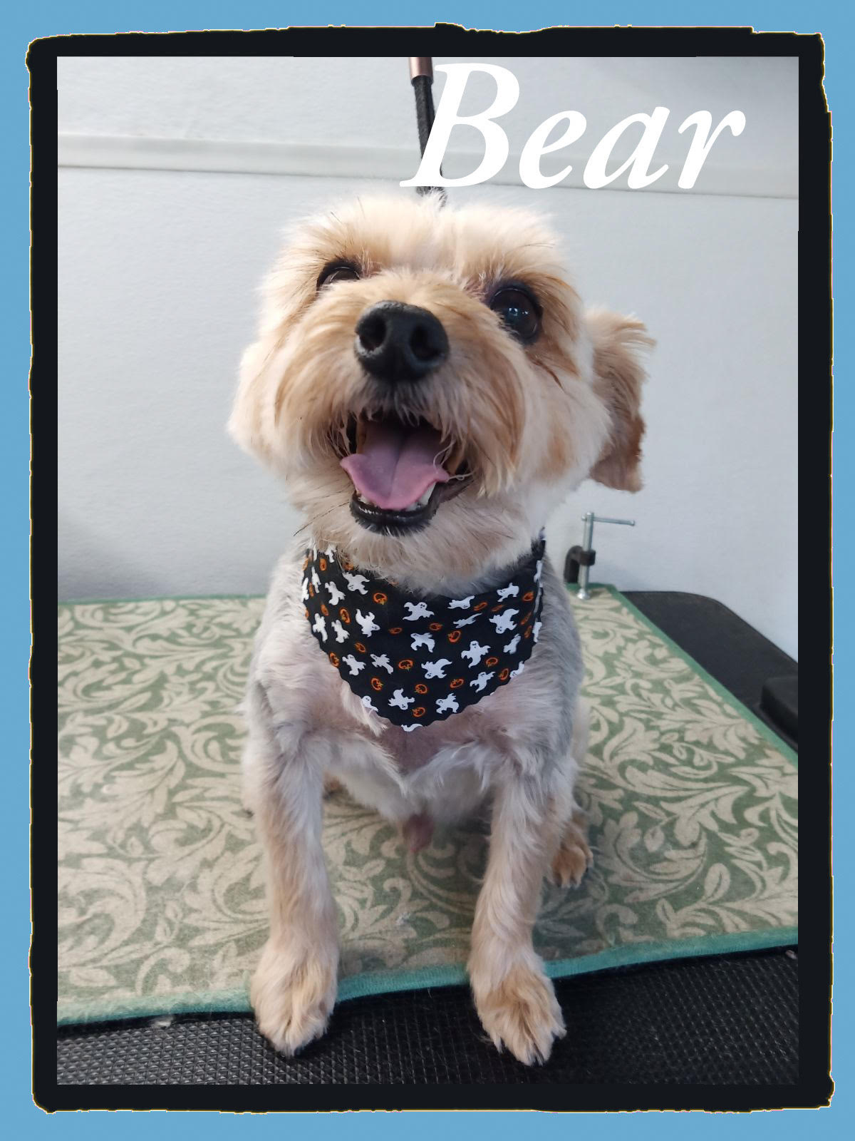 Bear - Happy terrier mix with Halloween ghost bandana after grooming