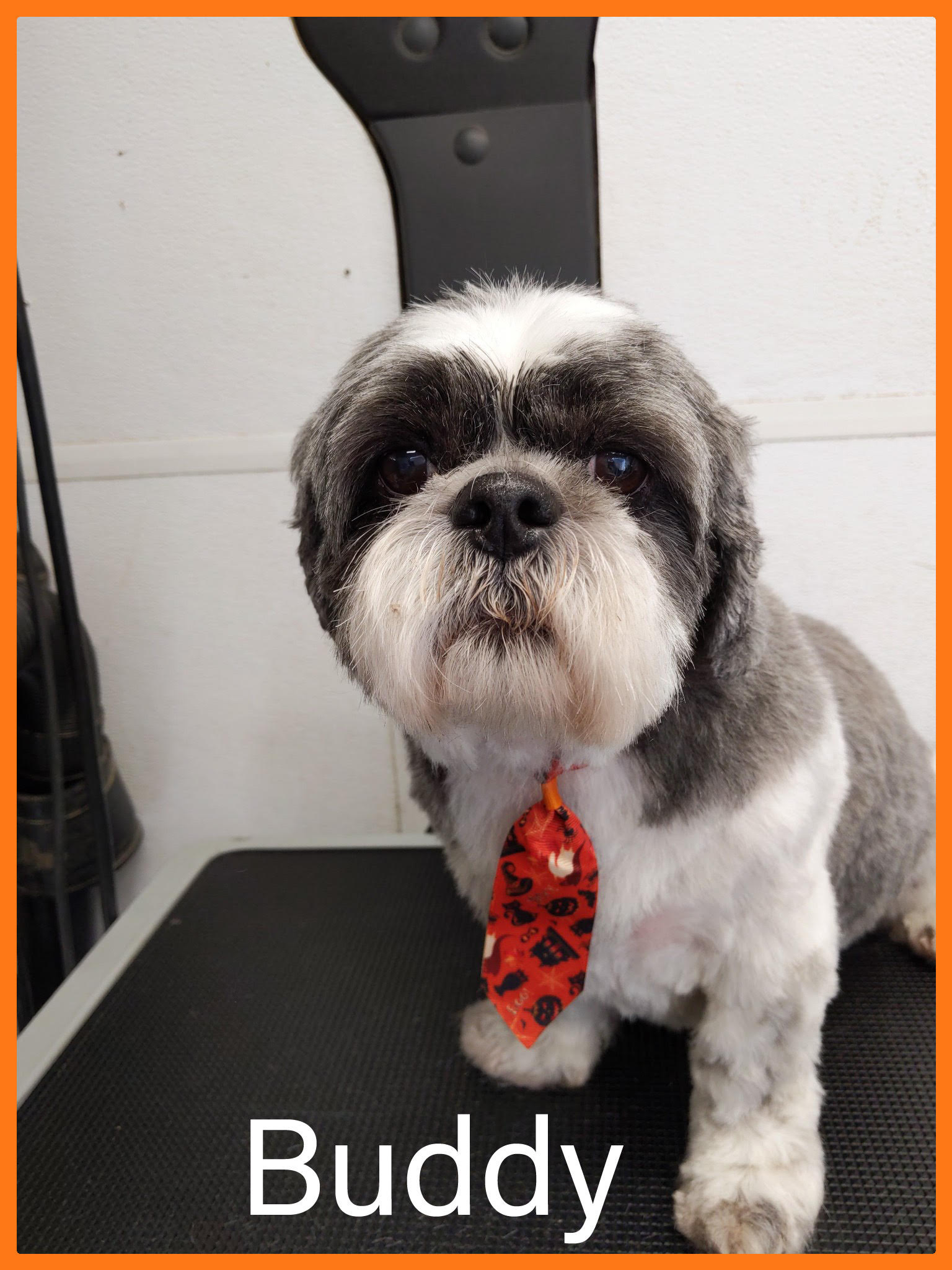 Buddy - Shih Tzu with professional grooming and red patterned tie