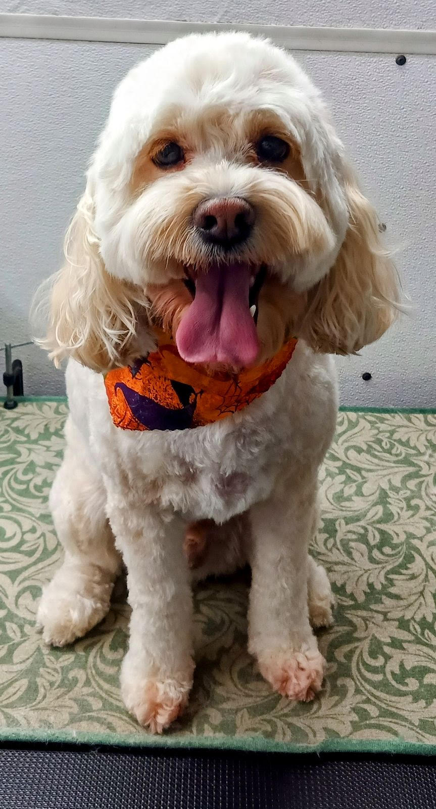 Happy Cockapoo with orange Halloween bandana showing tongue
