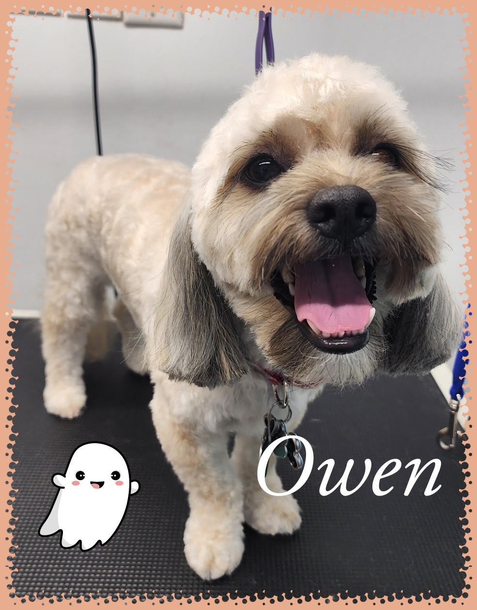Owen - Happy smiling dog with professional grooming in mobile van
