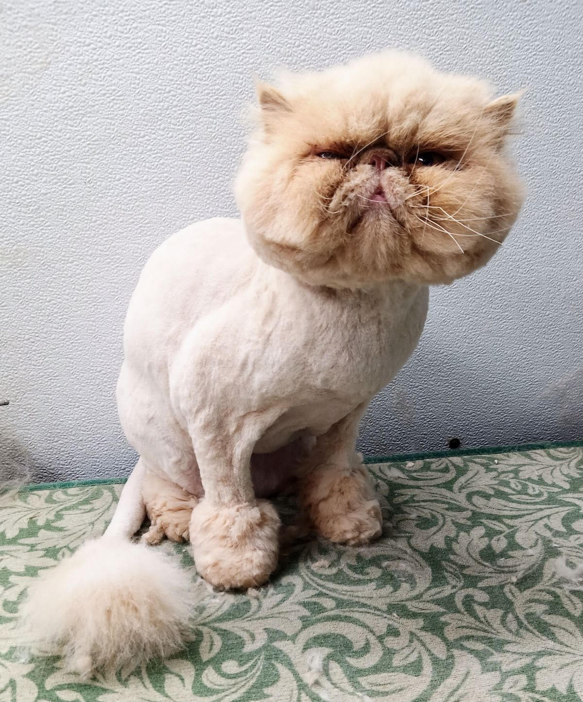 Before and after grooming transformation