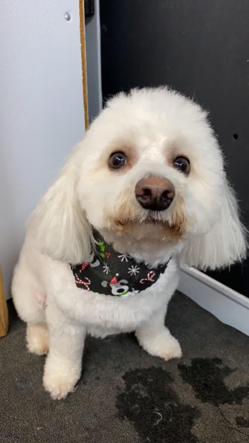 Happy client after professional grooming service