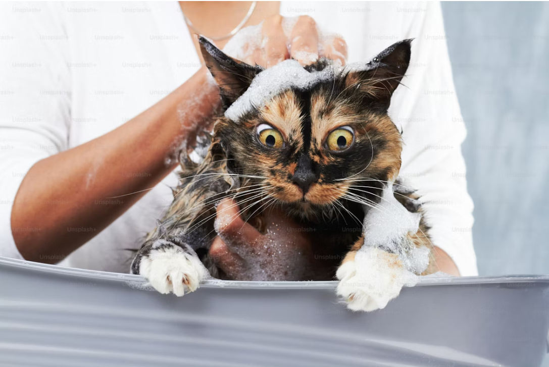 Professional cat grooming service - cat getting a gentle bath